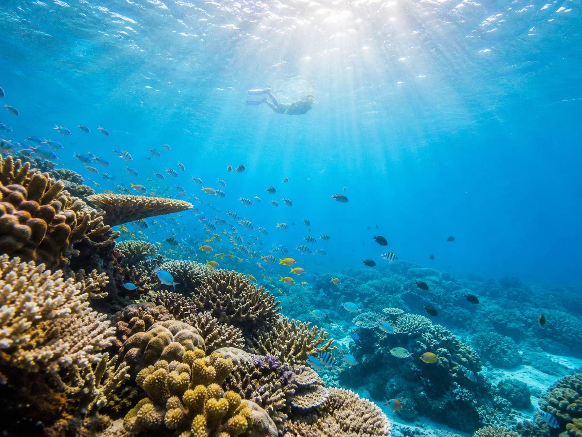 帛琉浮潛行程中色彩繽紛的珊瑚礁與熱帶魚群，自由行海洋體驗代表畫面